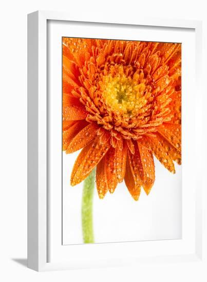 Gerbera in Orange-Uwe Merkel-Framed Photographic Print