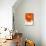 Gerbera in Orange-Uwe Merkel-Mounted Photographic Print displayed on a wall