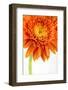 Gerbera in Orange-Uwe Merkel-Framed Photographic Print