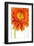 Gerbera in Orange-Uwe Merkel-Framed Photographic Print