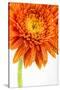 Gerbera in Orange-Uwe Merkel-Stretched Canvas