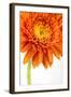 Gerbera in Orange-Uwe Merkel-Framed Photographic Print