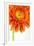 Gerbera in Orange-Uwe Merkel-Framed Photographic Print