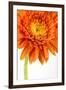 Gerbera in Orange-Uwe Merkel-Framed Photographic Print