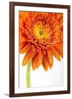 Gerbera in Orange-Uwe Merkel-Framed Photographic Print