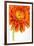 Gerbera in Orange-Uwe Merkel-Framed Photographic Print