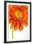 Gerbera in Orange-Uwe Merkel-Framed Photographic Print