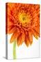 Gerbera in Orange-Uwe Merkel-Stretched Canvas