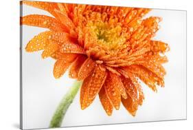 Gerbera in Orange-Uwe Merkel-Stretched Canvas