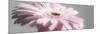 Gerbera in Rose-Uwe Merkel-Mounted Photographic Print