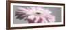 Gerbera in Rose-Uwe Merkel-Framed Photographic Print