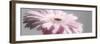 Gerbera in Rose-Uwe Merkel-Framed Photographic Print