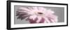 Gerbera in Rose-Uwe Merkel-Framed Photographic Print