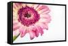 Gerbera in Rose-Uwe Merkel-Framed Stretched Canvas