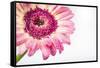 Gerbera in Rose-Uwe Merkel-Framed Stretched Canvas