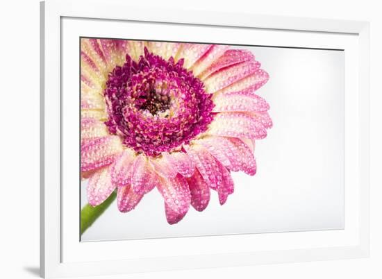 Gerbera in Rose-Uwe Merkel-Framed Photographic Print