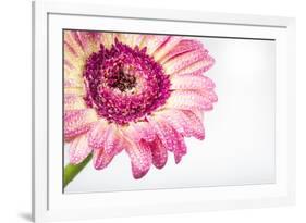 Gerbera in Rose-Uwe Merkel-Framed Photographic Print