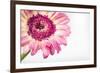 Gerbera in Rose-Uwe Merkel-Framed Photographic Print