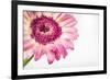 Gerbera in Rose-Uwe Merkel-Framed Photographic Print