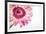 Gerbera in Rose-Uwe Merkel-Framed Photographic Print