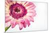 Gerbera in Rose-Uwe Merkel-Mounted Photographic Print