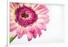 Gerbera in Rose-Uwe Merkel-Framed Photographic Print