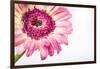 Gerbera in Rose-Uwe Merkel-Framed Photographic Print