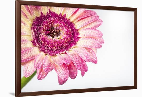 Gerbera in Rose-Uwe Merkel-Framed Photographic Print