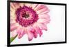 Gerbera in Rose-Uwe Merkel-Framed Photographic Print