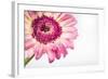 Gerbera in Rose-Uwe Merkel-Framed Photographic Print