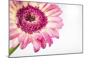 Gerbera in Rose-Uwe Merkel-Mounted Photographic Print