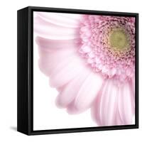 Gerbera in Rose-Uwe Merkel-Framed Stretched Canvas