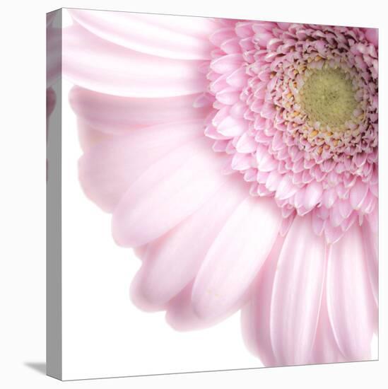 Gerbera in Rose-Uwe Merkel-Stretched Canvas