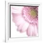 Gerbera in Rose-Uwe Merkel-Framed Photographic Print