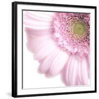 Gerbera in Rose-Uwe Merkel-Framed Photographic Print