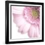 Gerbera in Rose-Uwe Merkel-Framed Photographic Print