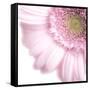 Gerbera in Rose-Uwe Merkel-Framed Stretched Canvas