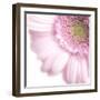 Gerbera in Rose-Uwe Merkel-Framed Photographic Print