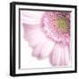 Gerbera in Rose-Uwe Merkel-Framed Photographic Print