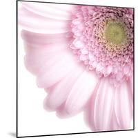 Gerbera in Rose-Uwe Merkel-Mounted Photographic Print