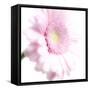 Gerbera in Rose-Uwe Merkel-Framed Stretched Canvas