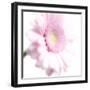 Gerbera in Rose-Uwe Merkel-Framed Photographic Print