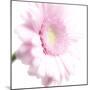 Gerbera in Rose-Uwe Merkel-Mounted Photographic Print