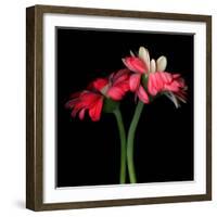 Gerbera IV-Magda Indigo-Framed Photographic Print