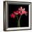 Gerbera IV-Magda Indigo-Framed Photographic Print