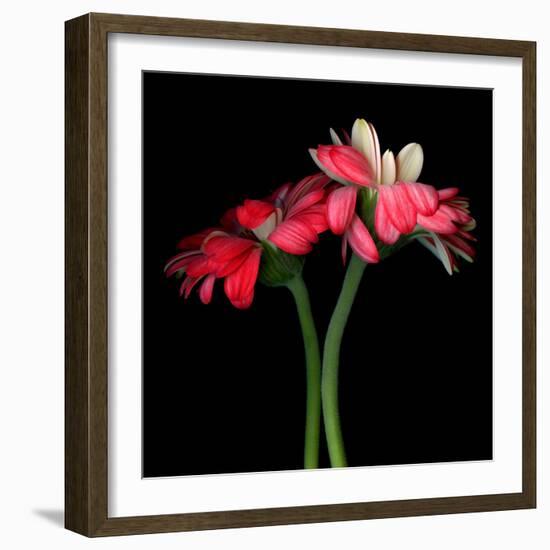 Gerbera IV-Magda Indigo-Framed Photographic Print