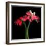 Gerbera IV-Magda Indigo-Framed Photographic Print