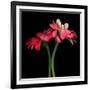 Gerbera IV-Magda Indigo-Framed Photographic Print