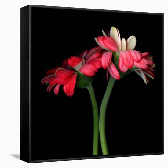 Gerbera IV-Magda Indigo-Framed Stretched Canvas