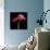 Gerbera IV-Magda Indigo-Photographic Print displayed on a wall